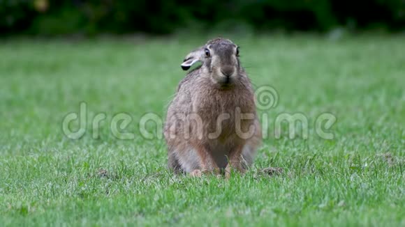 兔子平静地坐在草地上视频的预览图