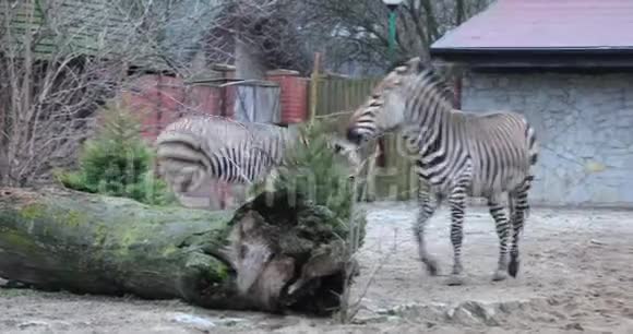 动物园里有两只斑马视频的预览图