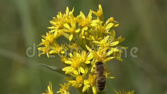 蜜蜂飞过一束黄色的小花采集花蜜非常特写动作缓慢视频的预览图