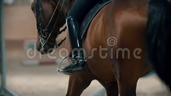赛马场骑在马背上的骑手在赛马场上走来走去视频的预览图