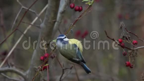 鸟欧亚蓝色的山雀蓝雀在一丛普通的山楂上捕食红色浆果视频的预览图
