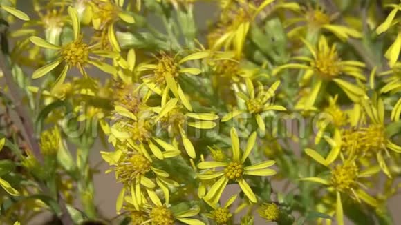 大黄蜂飞过一束黄色的小花采集花蜜非常特写动作缓慢视频的预览图