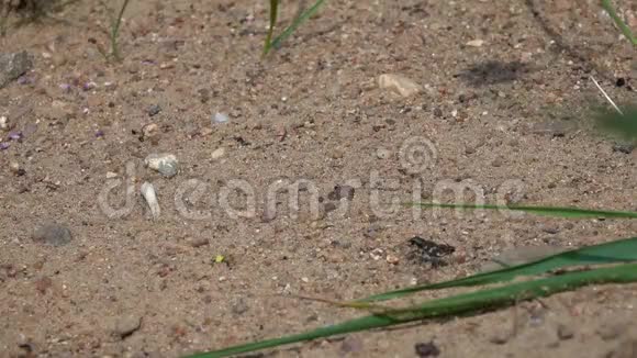 北沙丘虎蜂Cicindela杂种沿着沙地奔跑动作缓慢视频的预览图