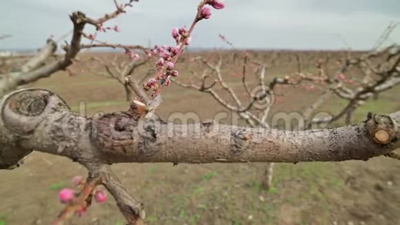 摩尔多瓦初春开放期间花园里盛开着粉红色的桃花视频的预览图