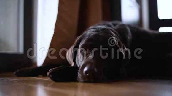 布朗拉布拉多猎犬躺在地上失手视频的预览图