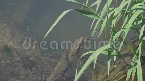 蜻蜓美丽的蓑羽在水流上缓慢地飞翔减速5次视频的预览图