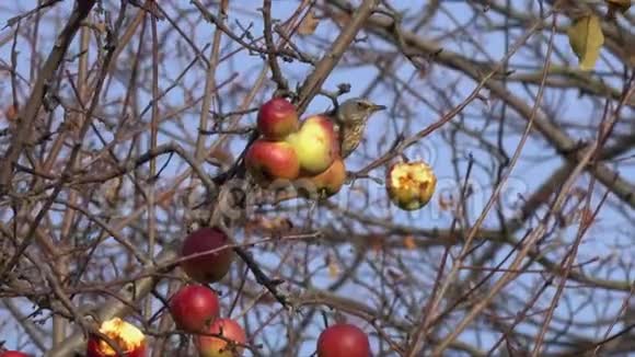 画眉鸟坐在苹果树上秋天晚些时候啄了一个红黄色的苹果吐鲁河视频的预览图