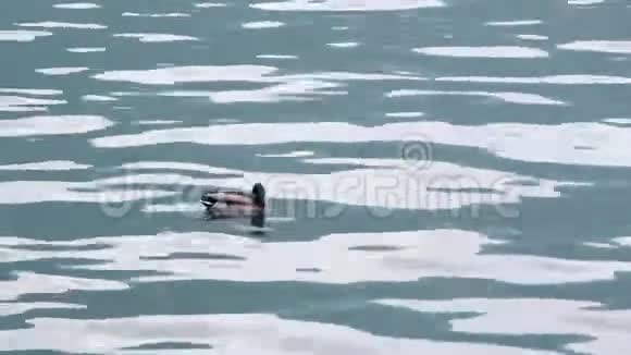 鸭子漂浮在水面上视频的预览图