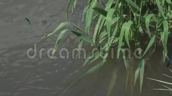 蜻蜓美丽的蓑羽在水流上慢悠悠视频的预览图