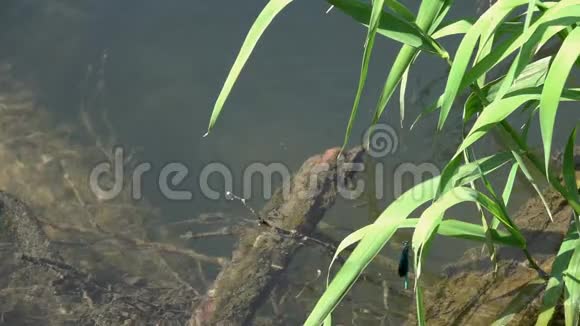 一只蜻蜓美丽的蓑羽飞雄慢动作从240英尺减速到24英尺视频的预览图