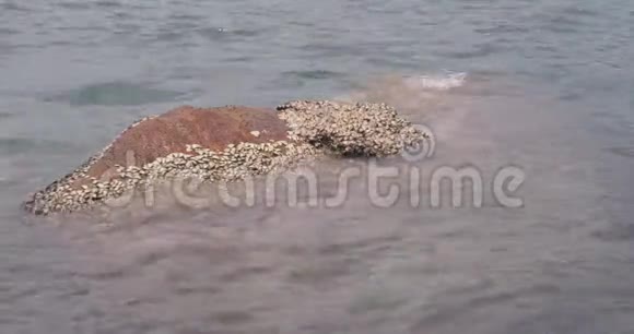 大石头上覆盖着一群贝壳软波溅落在石头上视频的预览图