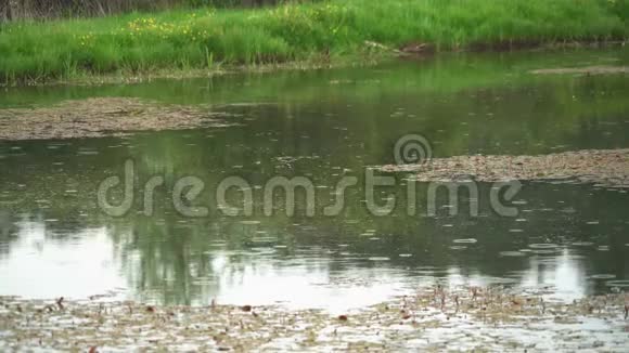 湖面上的雨滴环视频的预览图