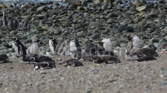 一群麦哲伦企鹅在海滩上视频的预览图