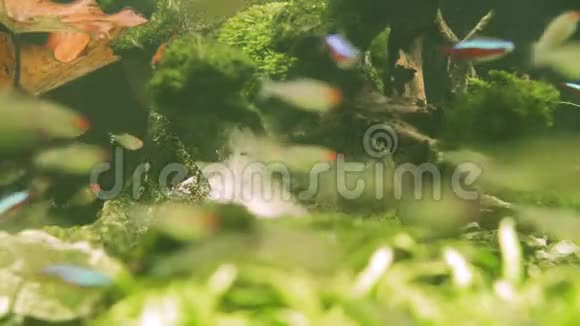 五颜六色的水族馆鱼在淡水鱼缸里游泳鱼鱼双鱼在游泳视频的预览图