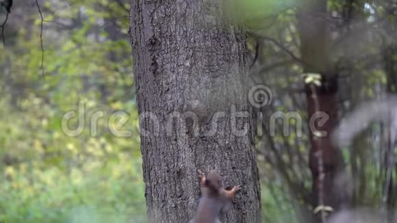 两只红松鼠在树干上互相追逐视频的预览图