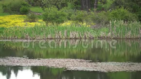五颜六色的湖被芦苇包围视频的预览图