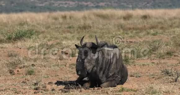 蓝王尔德贝斯特格努皮兰内斯堡非洲野生动物狩猎视频的预览图