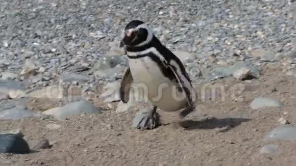 一只麦哲伦企鹅在岩石上行走视频的预览图