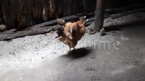野养的母鸡和小鸡在主人家的院子里自由自在游荡视频的预览图