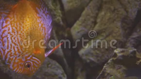 水族馆里的异国热带铁饼鱼靠近一条鱼游泳参观鱼缸双鱼在水族馆里游泳视频的预览图