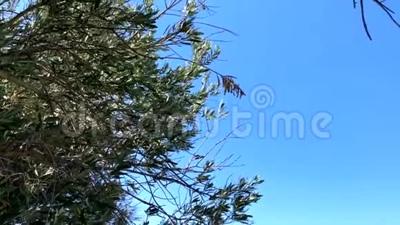 橄榄树的枝叶视频的预览图