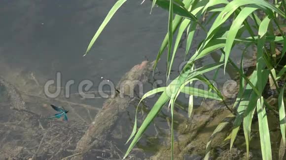 蜻蜓美丽的蓑羽在水面上缓慢地飞行减速16次视频的预览图