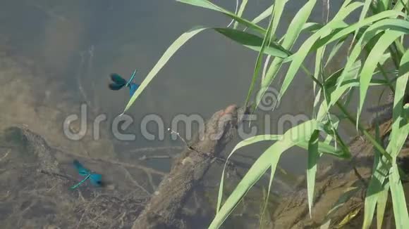 蜻蜓美丽的蓑羽在水流上慢悠悠视频的预览图