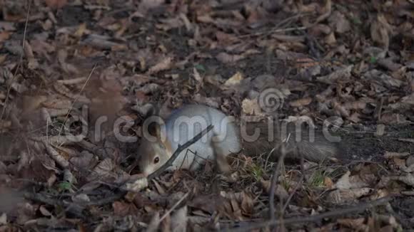 红松鼠或欧亚红松鼠在落叶地毯上寻找隐藏的食物视频的预览图
