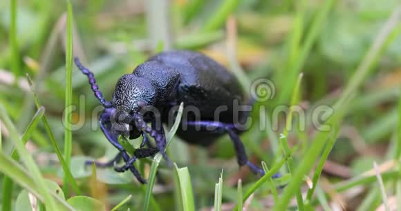 毒紫油甲虫在草地上觅食视频的预览图