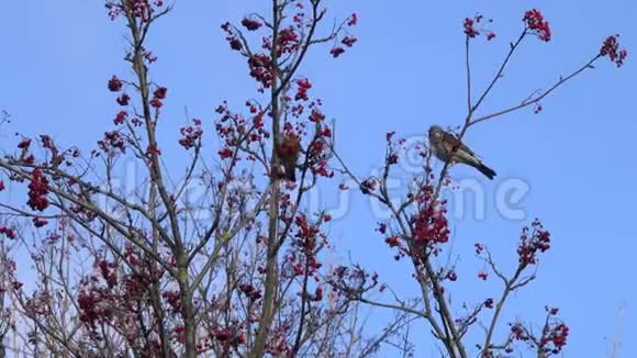两只鸟画眉画眉在一棵罗文树上摘浆果视频的预览图