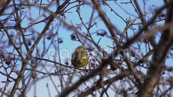鸟欧洲绿翅目氯格林芬治在城市公园的山楂树上吃干浆果视频的预览图