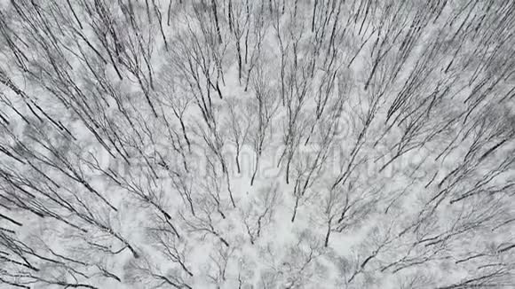 冬季在林地的雪覆盖树上飞行的高空顶降无人机4的高空飞碟视频的预览图