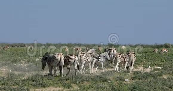 斑马在灌木纳米比亚非洲野生动物视频的预览图