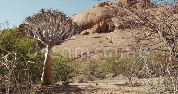 美丽的沙漠植物和树木背景是Erongo山4k视频的预览图
