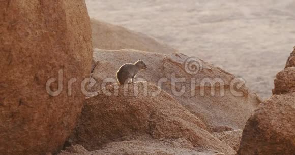 Erongo山小海拉克斯坐落在纳米比亚沙漠地区的一块岩石上视频的预览图