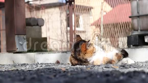可爱的男人试着抚摸动物的头而费利斯卡图斯在早晨的阳光下热身小猫在这期间甜美地喵喵叫视频的预览图