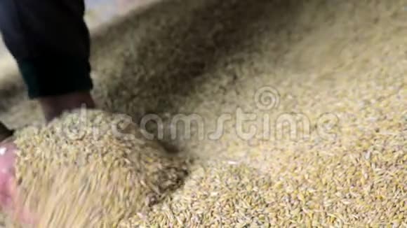 农民手中的小麦在库存小麦的背景下麦子从手里掉下来视频的预览图