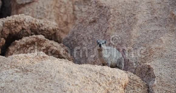 可爱的山地小动物海拉克斯坐在岩石上看着4K视频的预览图