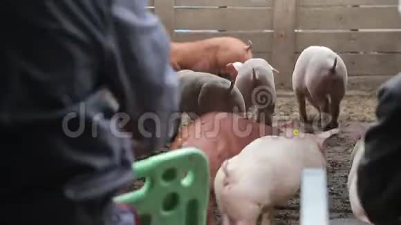 农夫把猪开进一个用木条做的鸟舍里猪在肮脏的围栏里视频的预览图
