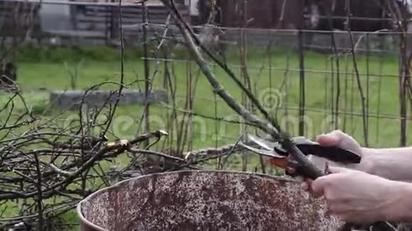 在三月和四月修剪果树以获得更好的收获是任何园丁的责任男人剪短剪刀视频的预览图