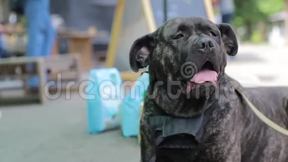 黑狗拐杖柯索的疲惫的脸伸出舌头均匀地呼吸着视频的预览图