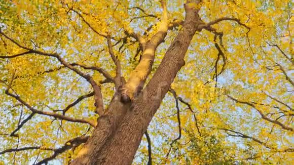 五彩缤纷的秋树背景金色的树叶和蓝天视频的预览图