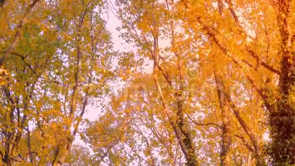 五颜六色的秋树小巷金色的叶子和蓝天视频的预览图