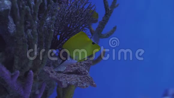 海狐狸科水族馆特写蓝脸天使鳗鱼鱼牙线珊瑚礁鳍视频的预览图