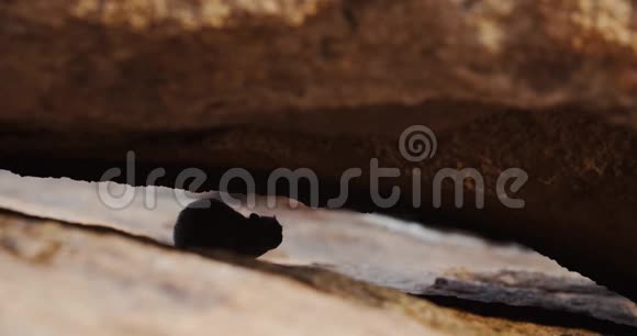 一只小山兽的剪影罗克海拉正在逃跑纳米比亚4k视频的预览图