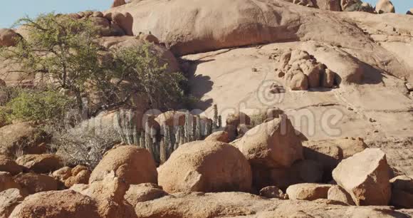 纳米比亚Erongo地区岩石中的仙人掌和沙漠植物4k视频的预览图