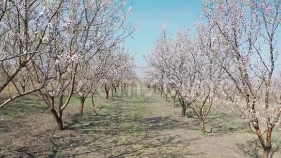 在摩尔多瓦春天在一条小巷里盛开的杏树在大风中结满了鲜花视频的预览图