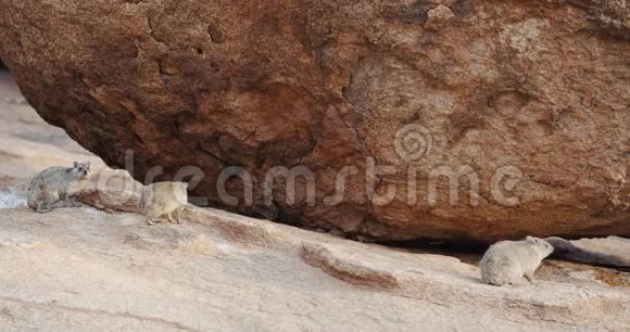 纳米比亚Erongo山的小啮齿动物4k视频的预览图