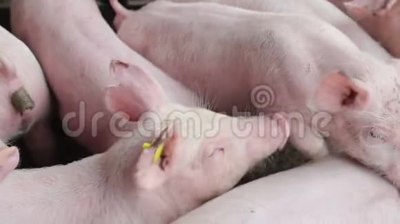 猪在休息躺在谷仓里一头猪睁着眼睛看着肉类生产视频的预览图