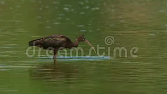 舌状鸢是科的一种涉水鸟在水中长喙的岸鸟视频的预览图